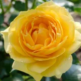 Ruža floribunda za gredice - ruža intenzivnog mirisa - voćna aroma - sadnice ruža - proizvodnja i prodaja sadnica - Rosa Cepheus - žuta