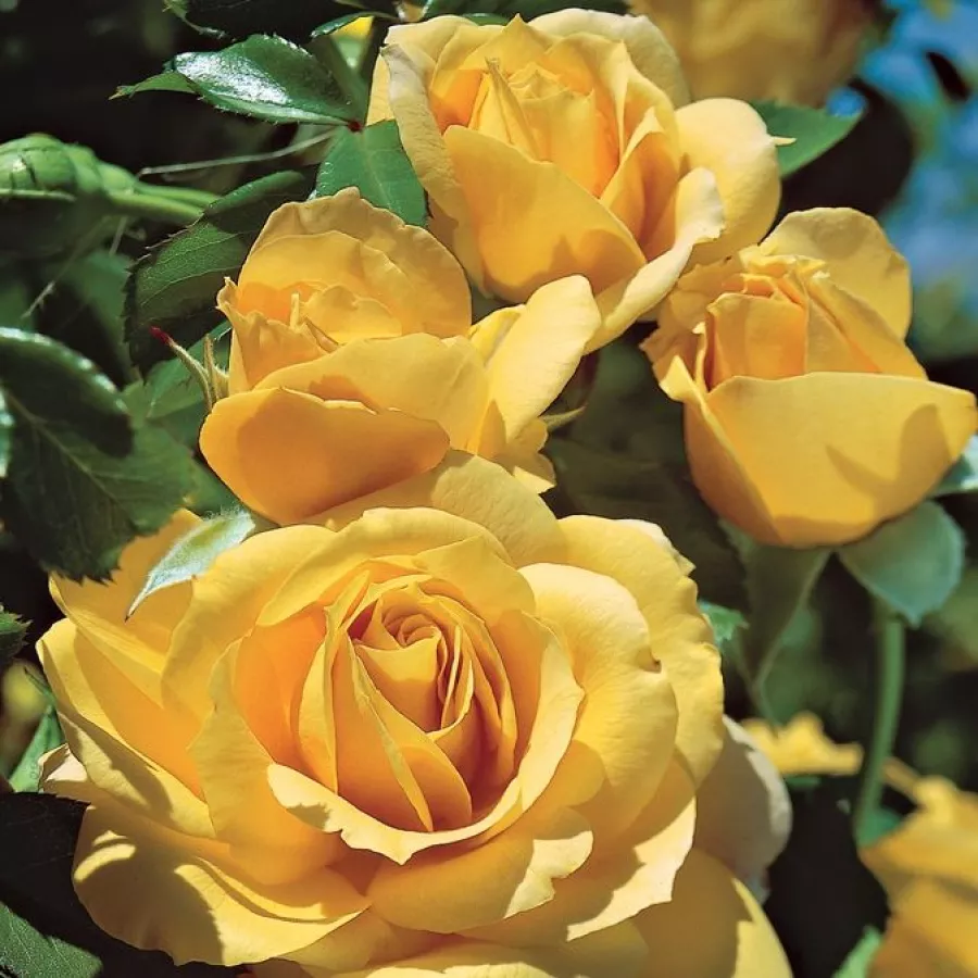 Vrtnica floribunda za cvetlično gredo - Roza - Cepheus - vrtnice online