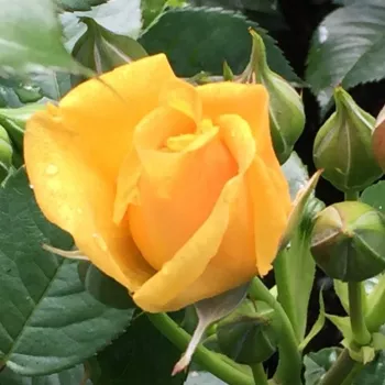 Rosa Cepheus - gelb - beetrose floribundarose