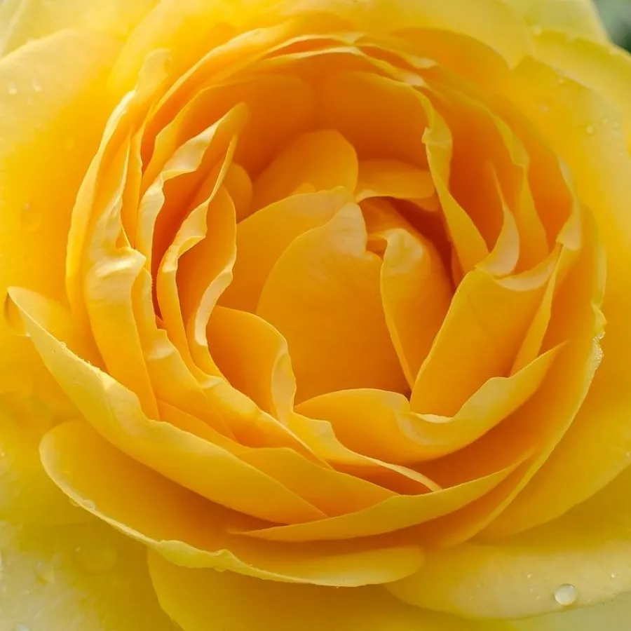 Gömbölyded - Rózsa - Cepheus - online rózsa vásárlás