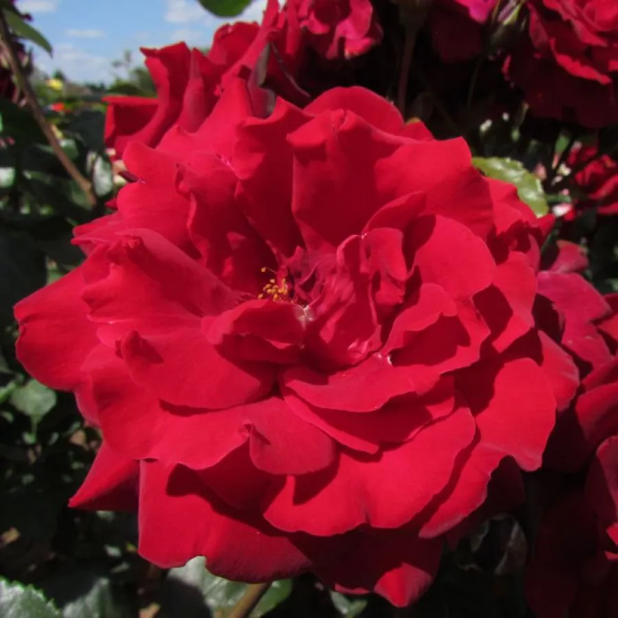 Rojo - Rosa - Le Rouge et le Noir® - Comprar rosales online