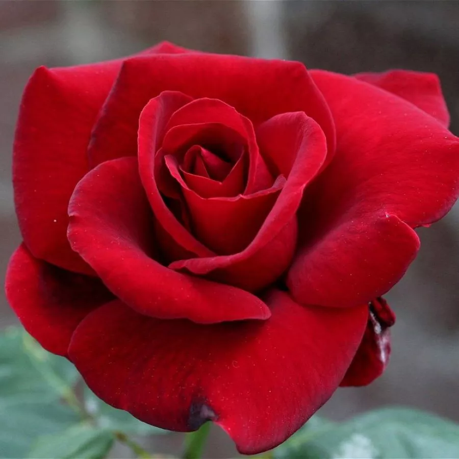 Rojo - Rosa - Le Rouge et le Noir® - rosal de pie alto
