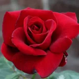 Rojo - rosal de pie alto - as - Rosa Le Rouge et le Noir® - rosa de fragancia intensa - clavero
