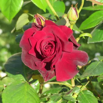 Rosa Le Rouge et le Noir® - vörös - teahibrid rózsa