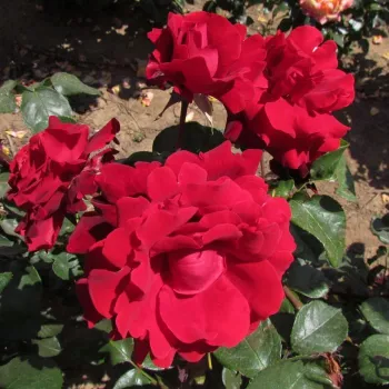 Sötétvörös - teahibrid rózsa - intenzív illatú rózsa - szegfűszeg aromájú