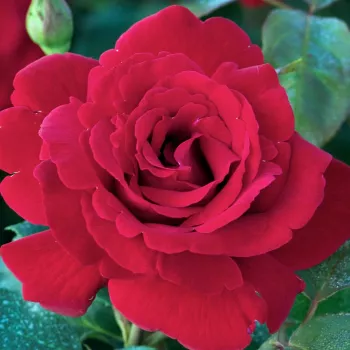 Kupnja ruža online - jarko crvena - hibridna čajevka - ruža intenzivnog mirisa - aroma klinčića - Le Rouge et le Noir® - (90-120 cm)