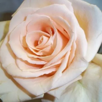 Rózsa rendelés online - krémszínű - közepes erősségű, jól érezhető illatú rózsa - Oceana® - teahibrid rózsa - (120-160 cm)