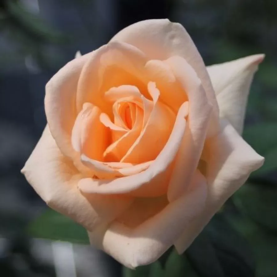 Róża o intensywnym zapachu - Róża - Oceana® - sadzonki róż sklep internetowy - online