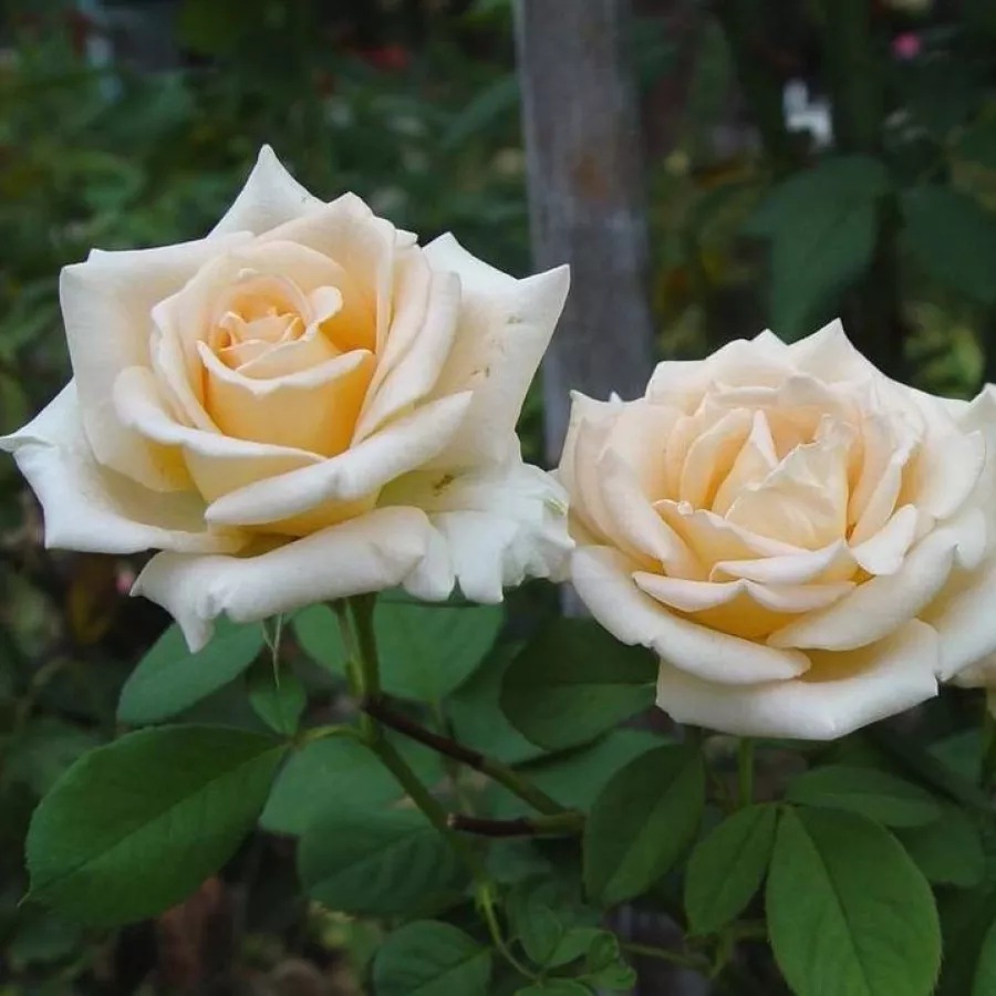 Edelrosen - teehybriden - Rosen - Oceana® - rosen online kaufen