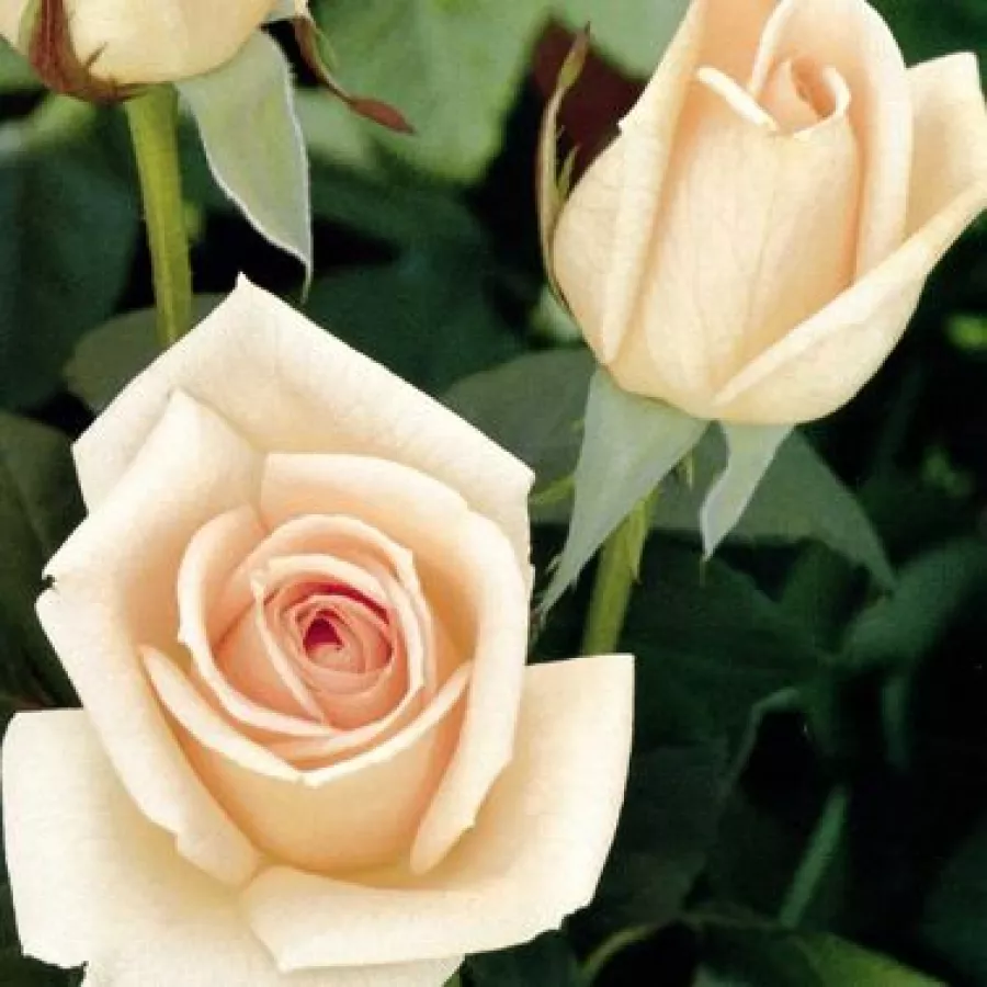 šiljast - Ruža - Oceana® - sadnice ruža - proizvodnja i prodaja sadnica