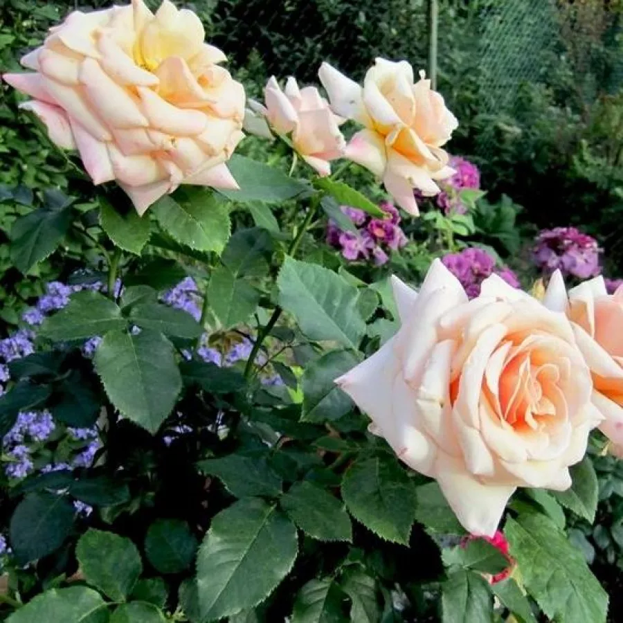 ROSALES HÍBRIDOS DE TÉ - Rosa - Oceana® - comprar rosales online