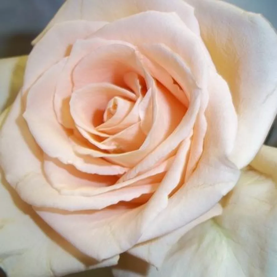 Csúcsos - Rózsa - Oceana® - online rózsa vásárlás