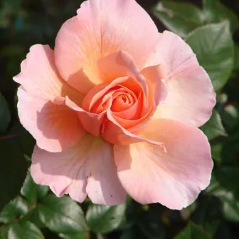 RECONCILIATION® – aprikosen-rosa Teehybride-Rose - Harkness