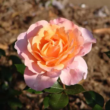 Einheitlicher, warmer Pfirsichton mit zarten Rosatönen. - teehybride rose - sehr starker, den garten erfüllender duftrose - aprikose, honig