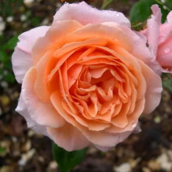 Rosen Online Gärtnerei - pfirsich-rosa - sehr starker, den garten erfüllender duftrose - Reconciliation® - teehybride rose - (90-130 cm)