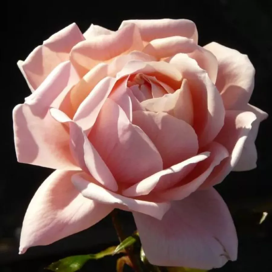 Ruža intenzivnog mirisa - Ruža - Reconciliation® - sadnice ruža - proizvodnja i prodaja sadnica