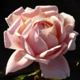 Rózsaszín - teahibrid rózsa - intenzív illatú rózsa - barack aromájú - Rosa Reconciliation® - Online rózsa rendelés