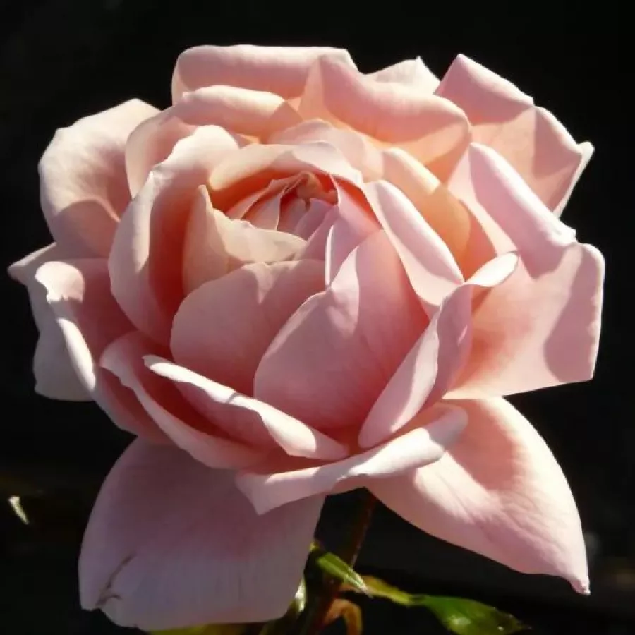 Hibridna čajevka - Ruža - Reconciliation® - sadnice ruža - proizvodnja i prodaja sadnica