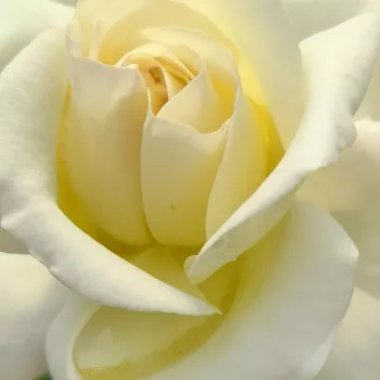 Online rózsa kertészet - fehér - teahibrid rózsa - True Love® - diszkrét illatú rózsa - fahéj aromájú - (50-60 cm)
