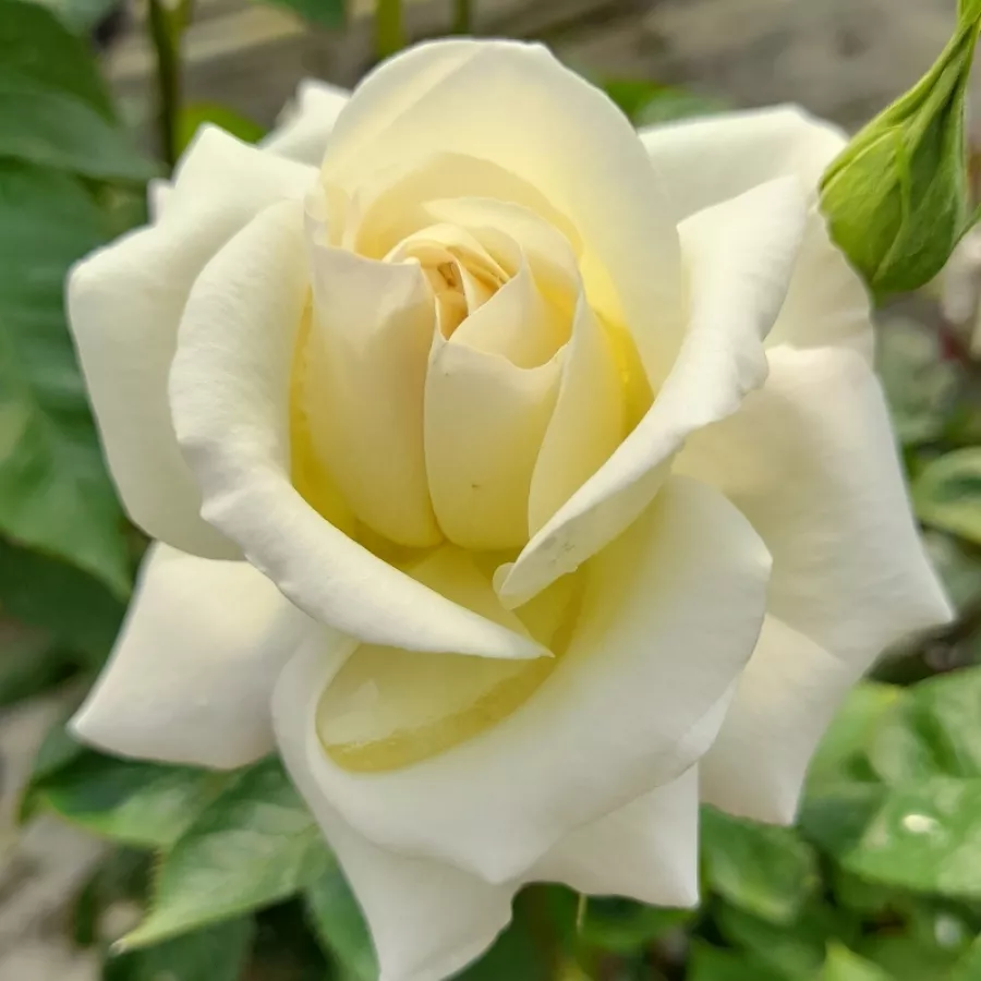 Teahibrid rózsa - Rózsa - True Love® - Online rózsa rendelés