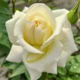 Teahibrid rózsa - fehér - diszkrét illatú rózsa - fahéj aromájú - Rosa True Love® - Online rózsa rendelés