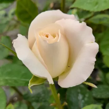 Rosa True Love® - blanco - rosales híbridos de té
