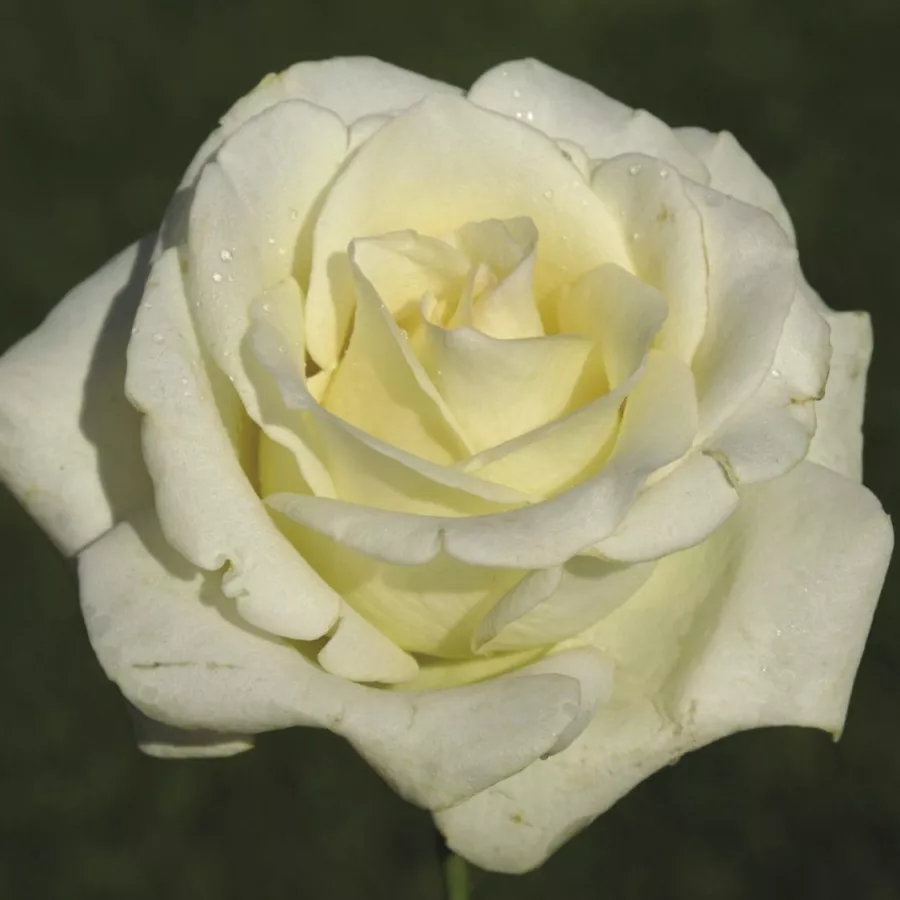 Blanco - Rosa - True Love® - rosal de pie alto