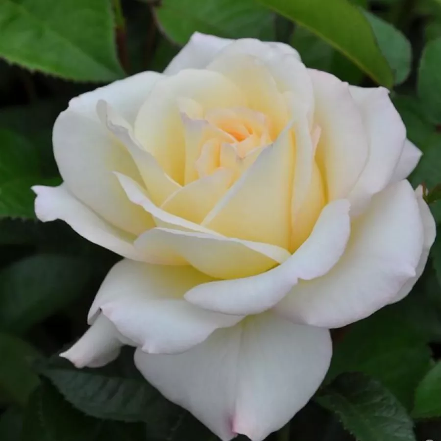 Gerrit De Ruiter - Rosa - True Love® - rosal de pie alto