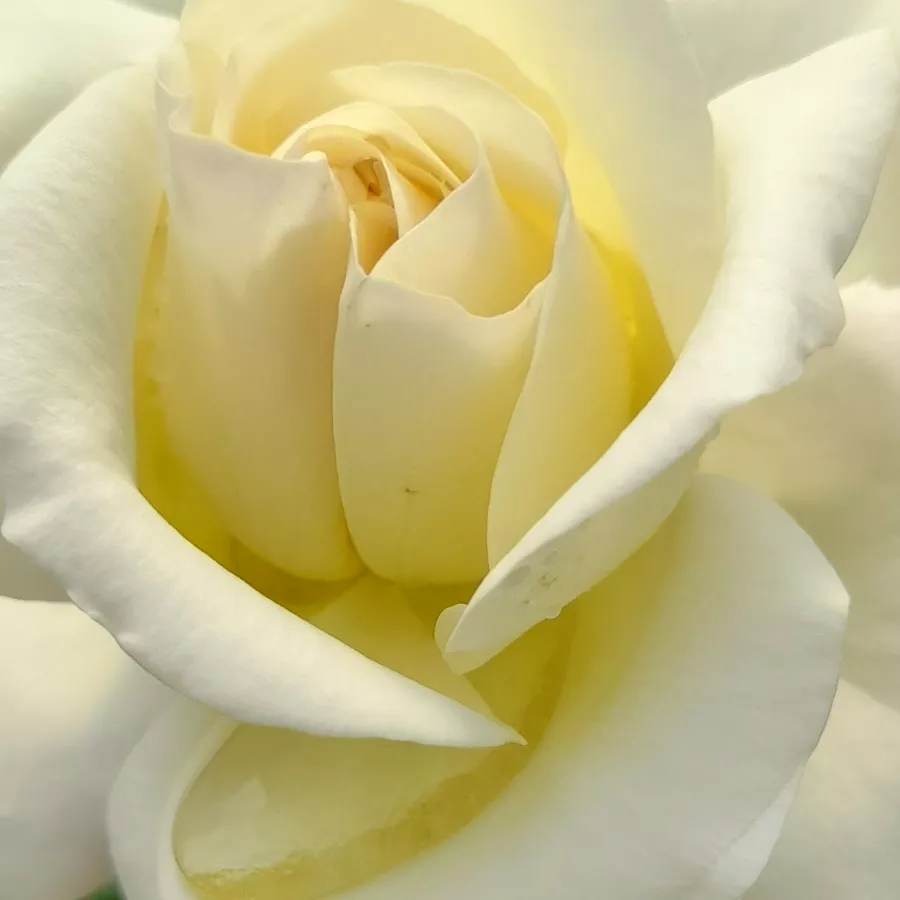 Csokros - Rózsa - True Love® - Kertészeti webáruház