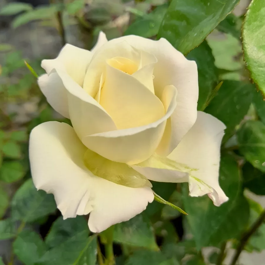 šiljast - Ruža - True Love® - sadnice ruža - proizvodnja i prodaja sadnica