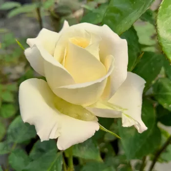 Rosa True Love® - bijela - hibridna čajevka