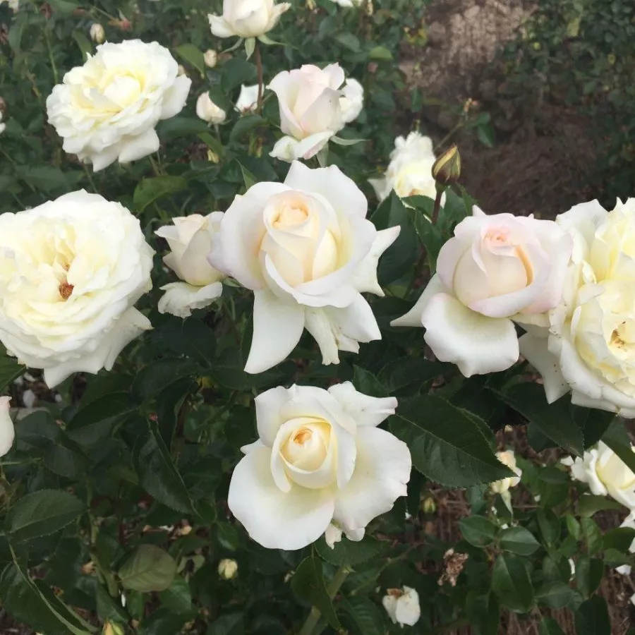 Bukietowe - Róża - True Love® - sadzonki róż sklep internetowy - online