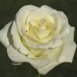 Rosales híbridos de té - blanco - Rosa True Love® - rosa de fragancia discreta - canela