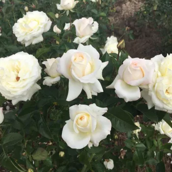 Fehér - teahibrid rózsa - diszkrét illatú rózsa - fahéj aromájú