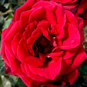 Online rózsa kertészet - bíborvörös - nagyon erős, hosszan megmaradó illatú rózsa - Velvet Fragrance® - teahibrid rózsa - (130-170 cm)