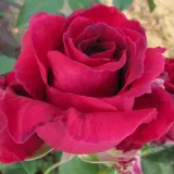 Hibridna čajevka - ruža intenzivnog mirisa - mošusna aroma - sadnice ruža - proizvodnja i prodaja sadnica - Rosa Velvet Fragrance® - jarko crvena