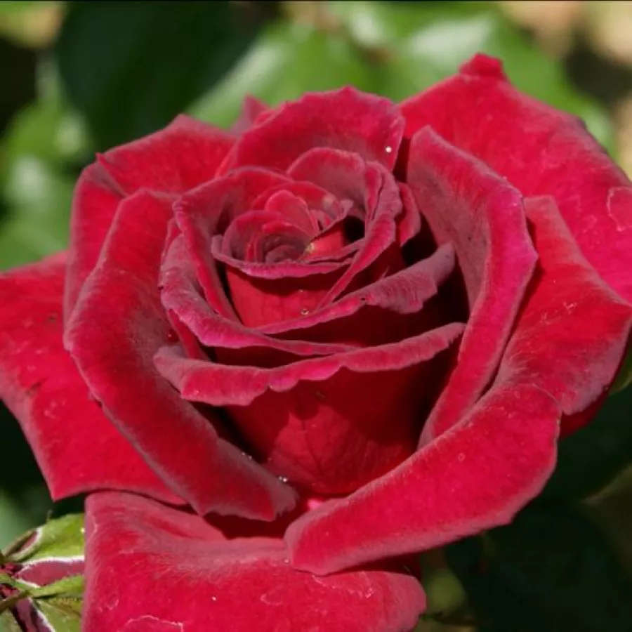 Hibridna čajevka - Ruža - Velvet Fragrance® - naručivanje i isporuka ruža