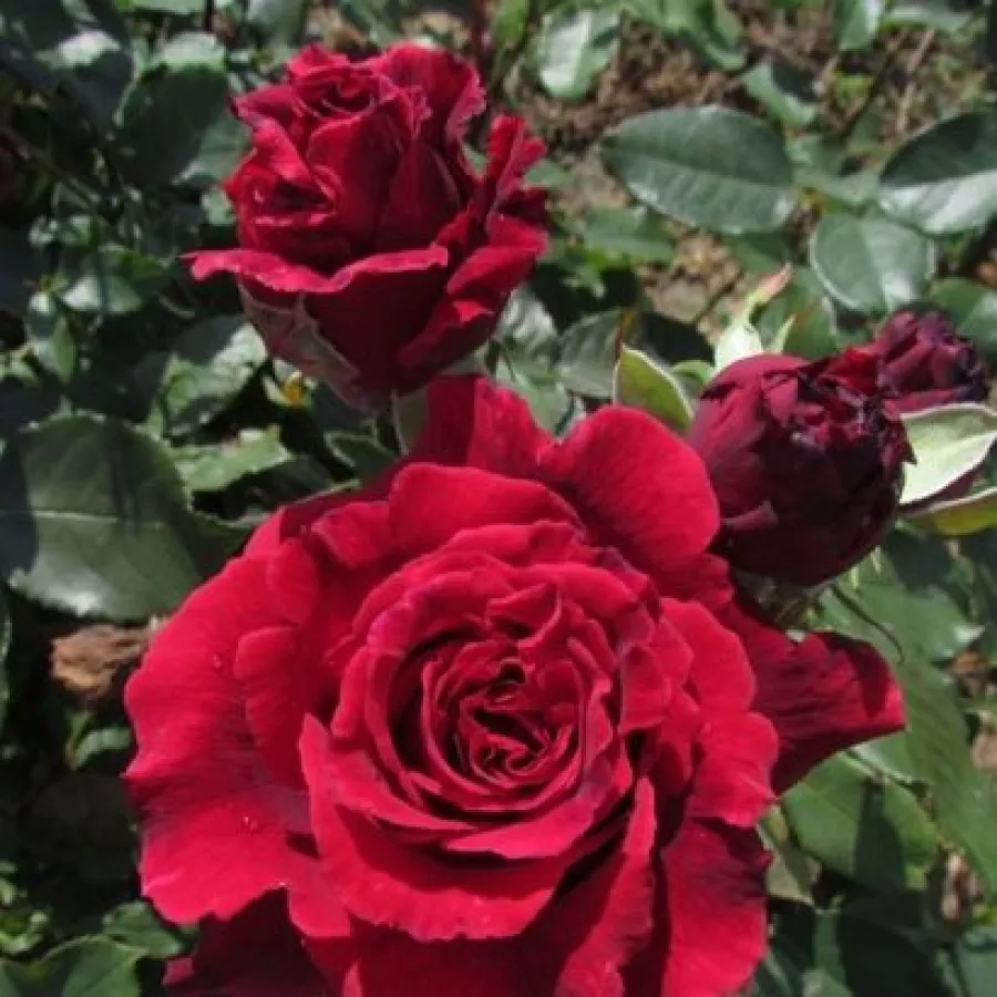 Vörös - Rózsa - Velvet Fragrance® - online rózsa vásárlás