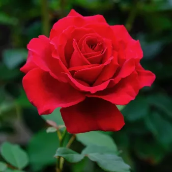 Dunkelrot - edelrosen - teehybriden - rose mit intensivem duft - moschusmalve-aroma