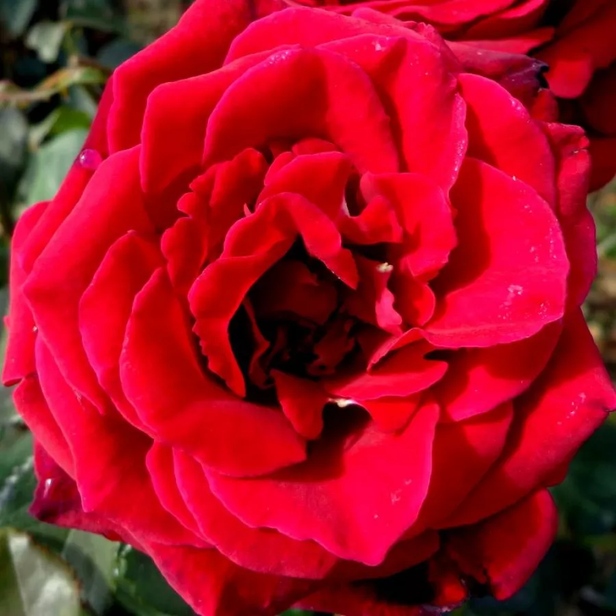 Gareth Fryer - Rózsa - Velvet Fragrance® - kertészeti webáruház