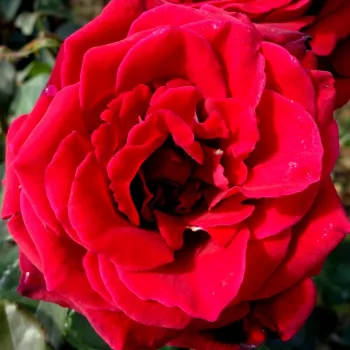 Online narudžba ruža - jarko crvena - hibridna čajevka - ruža intenzivnog mirisa - mošusna aroma - Velvet Fragrance® - (90-100 cm)