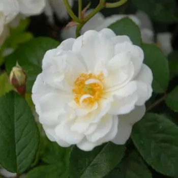 Online rózsa kertészet - fehér - virágágyi polianta rózsa - Katharina Zeimet® - diszkrét illatú rózsa - gyöngyvirág aromájú - (30-60 cm)