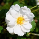 Virágágyi polianta rózsa - fehér - diszkrét illatú rózsa - gyöngyvirág aromájú - Rosa Katharina Zeimet® - Online rózsa rendelés