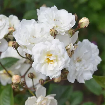 Rosa Katharina Zeimet® - fehér - virágágyi polianta rózsa