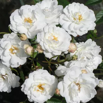 Fehér - virágágyi polianta rózsa - diszkrét illatú rózsa - gyöngyvirág aromájú