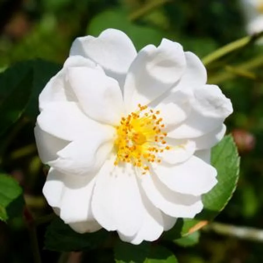Róża o dyskretnym zapachu - Róża - Katharina Zeimet® - sadzonki róż sklep internetowy - online