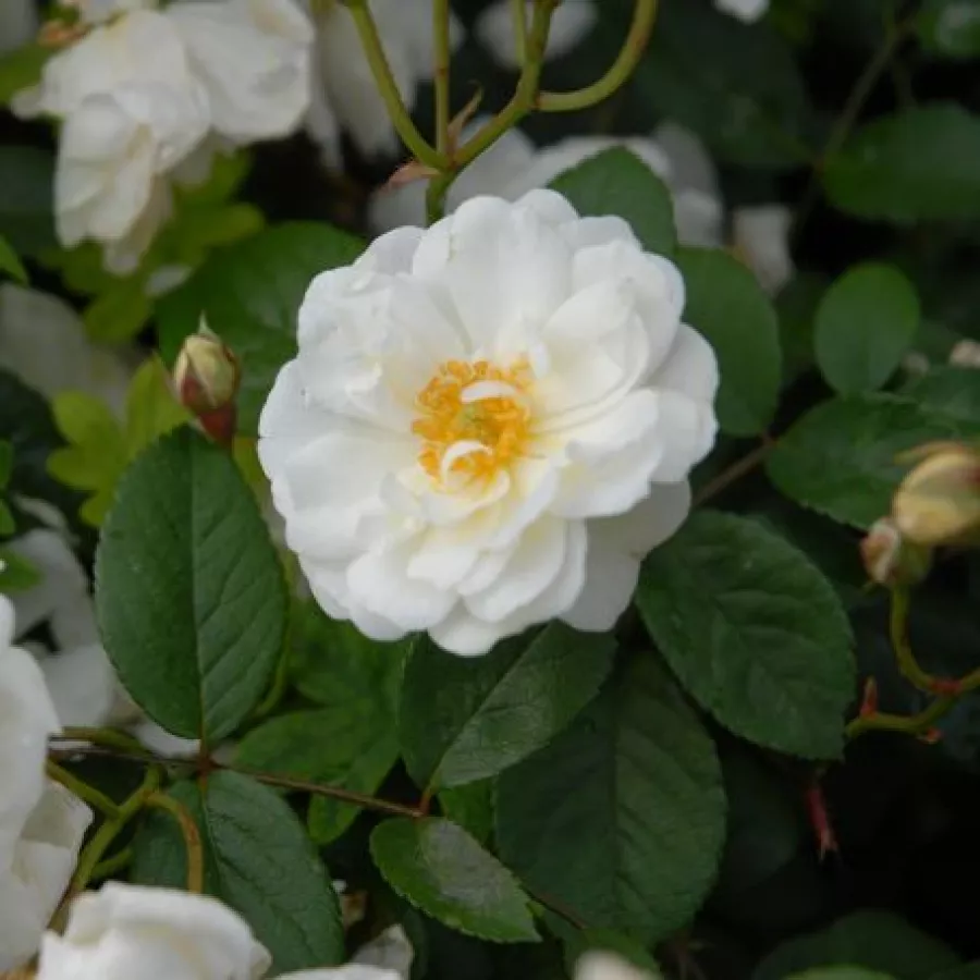 Virágágyi polianta rózsa - Rózsa - Katharina Zeimet® - kertészeti webáruház