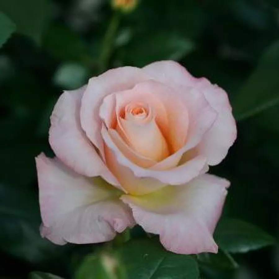 Virágágyi floribunda rózsa - Rózsa - Pearl Abundance® - Online rózsa rendelés