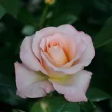 Virágágyi floribunda rózsa - rózsaszín - diszkrét illatú rózsa - centifólia aromájú - Rosa Pearl Abundance® - Online rózsa rendelés