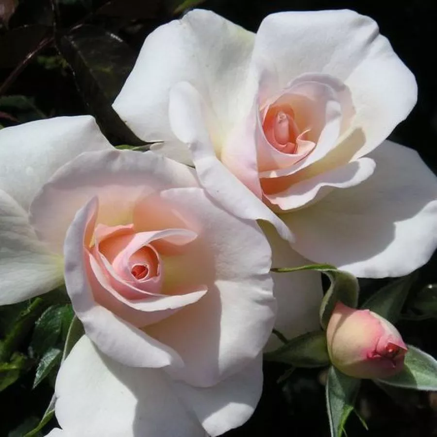 Diszkrét illatú rózsa - Rózsa - Pearl Abundance® - Online rózsa rendelés